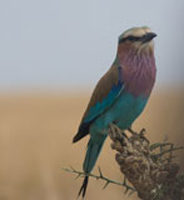 Lilac-breated Roller