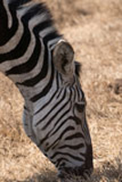 plains Zebra