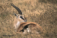 Thmson's Gazelle