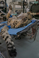 Cheetah in Hospital