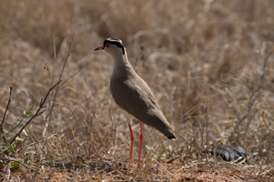 Crowned Lapwing