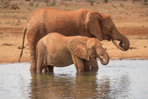 African Bush Elephants, Voi Wildlife Lodge