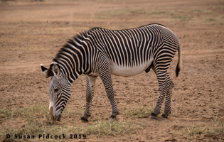 Grevey's Zebra