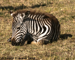 Plain's Zebra