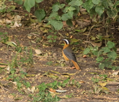 Ruppell's Robin-chat, Sekenani Camp