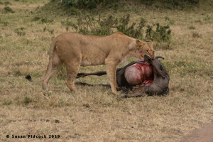 Lioness on Wildebeest Kill