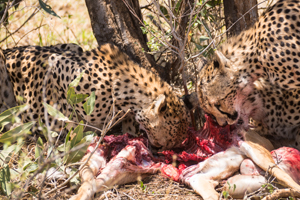 Cheetah at kill