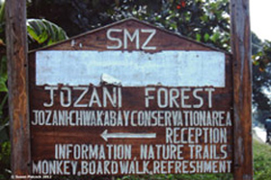 Jozani Forest