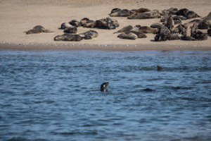 Cape Fur Seals, Pelican Point