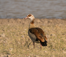 Egyptain Goose