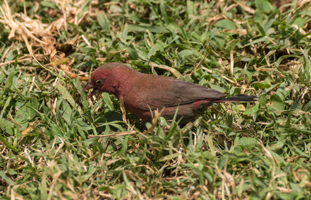 Red-billed Finch