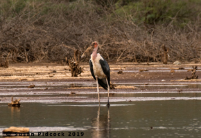 Malabu Stork
