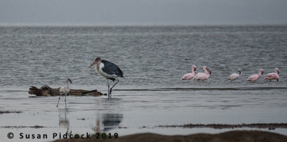 Flamingos & Malabu Stork