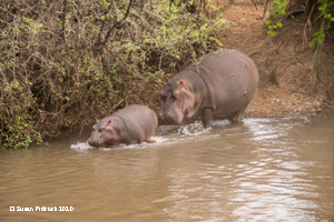 Hippo & Galf