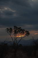 Duram Palm at sunset