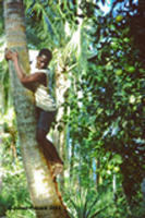 Climbing Coconut Tree