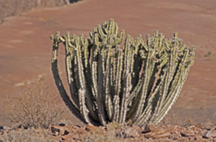Euphorbia virosa