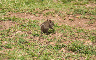 African Grass Rat