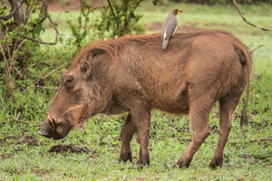 Common Warthog & Yellow-billed Oxpecker