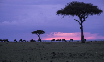 Blue Wildebeests at sunset