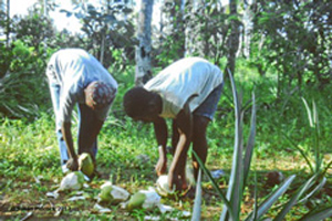 Preparing Coconut