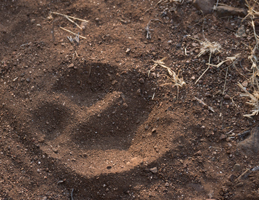 Lion Footprint