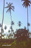 Twisted Coconut Tree