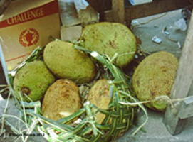 Durian  fruit
