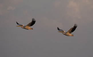 Great White Pelicans Flying