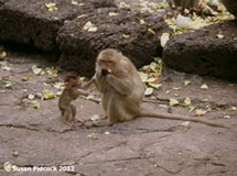 Monkeys, Lopburi