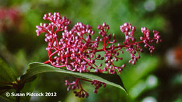Kinabalu Park, Flower