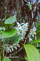 Kinabalu Park, Orchid