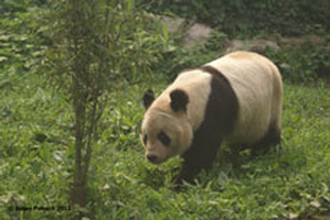 Giant Panda, Beijing Zoo