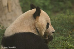 Giant Panda, Beijing Zoo