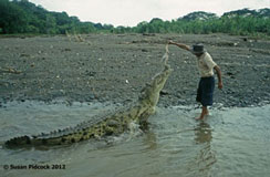 Feeding the Crocodile, Tarcoles River