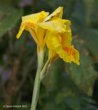 Yellow Canna Lily, Tortuguero Park
