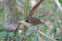 Chestnut-backed Antbird, Carara N.P.