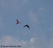 Scarlet Macaws flying, Tarcoles River