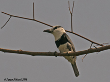 White-necked Puffbird, Marino Ballena National Park