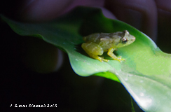 Glass Frog, Kinkajou night walk, Monteverde