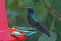 Green Violet-ear Hummingbird, La Paz Waterfall Gardens