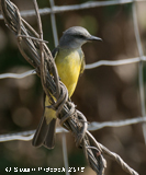 Tropical Kingbird, Marino Ballena National Park