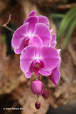 Purple Orchid, La Paz Waterfall Gardens