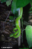 Snake, Kinkajou night walk, Monteverde