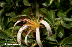 Guiana Chestnut flower, Tortuguero Canal
