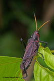 Purple Grasshopper, Tortuguero Park