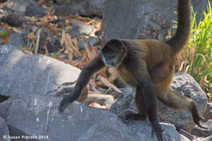 Spider Monkey, Lake Nicaragua