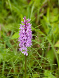 Purple Orchid, Ribcev Laz