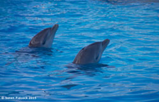 Dolphins, Mediterraneo Marine Park