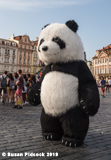 Giant Panda, Old Town Square